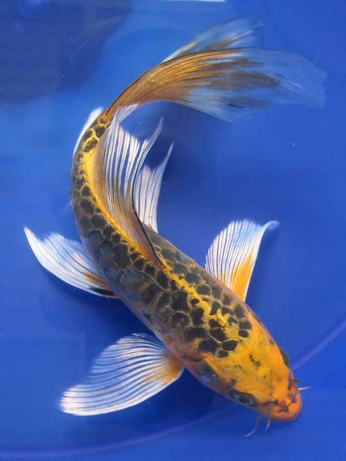 cá koi bùng nổ