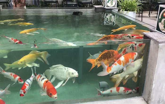hồ cá koi mini bang kinh