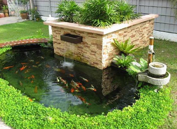 cá koi mini hồ cá koi