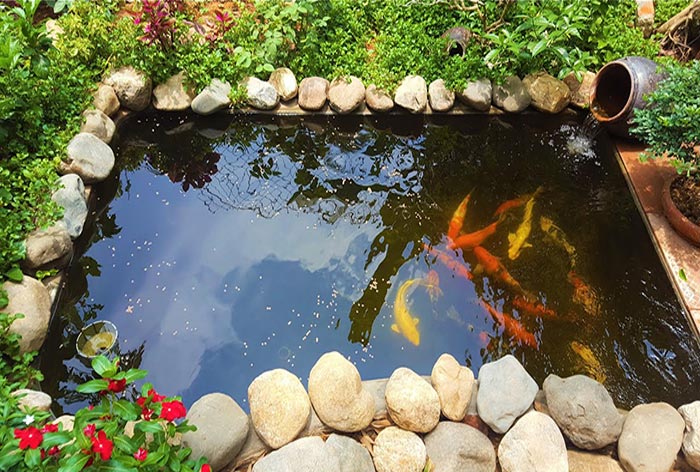 cá koi mini hồ cá koi