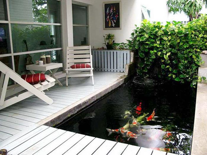 cá koi mini hồ cá koi