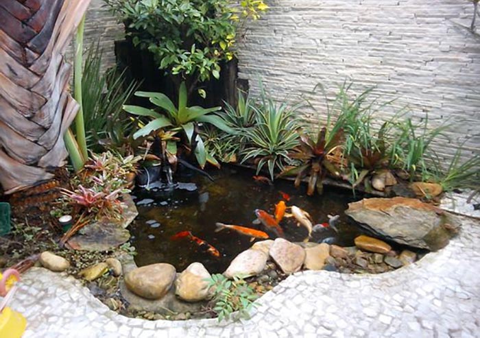 cá koi mini hồ cá koi
