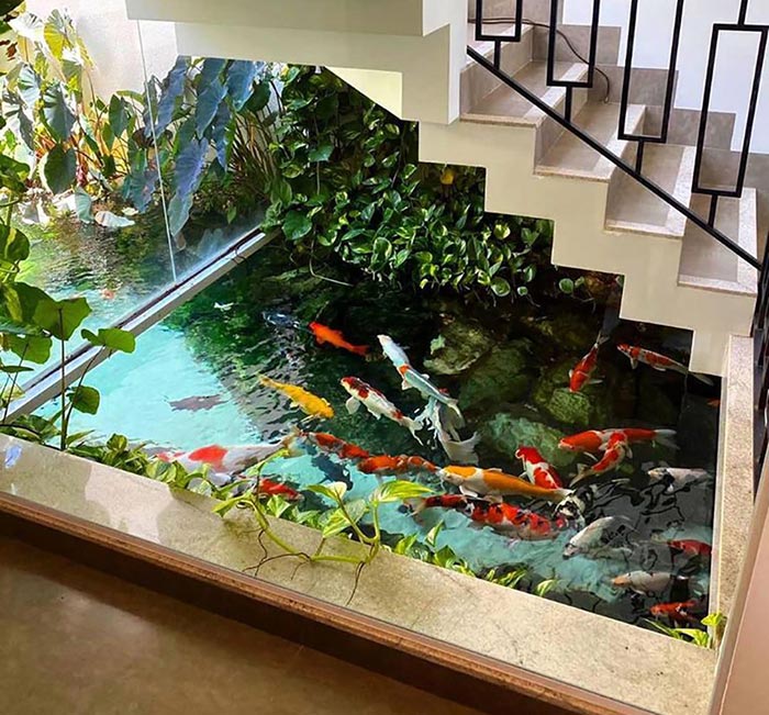 cá koi đẹp trong nhà