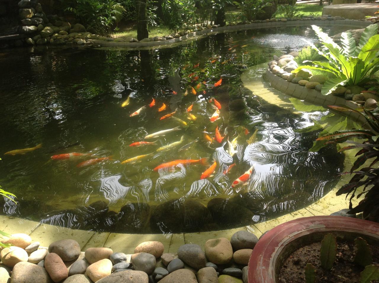 Thiết kế hồ cá koi