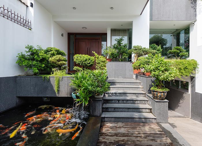 thiết kế của koi mini