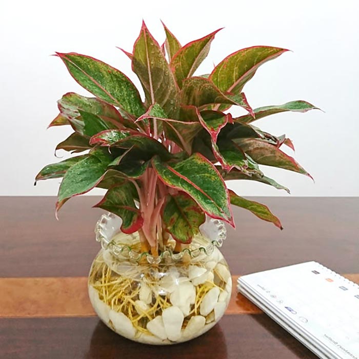 Trong nồi lẩu,