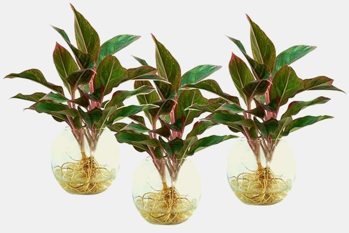 Trong nồi lẩu,
